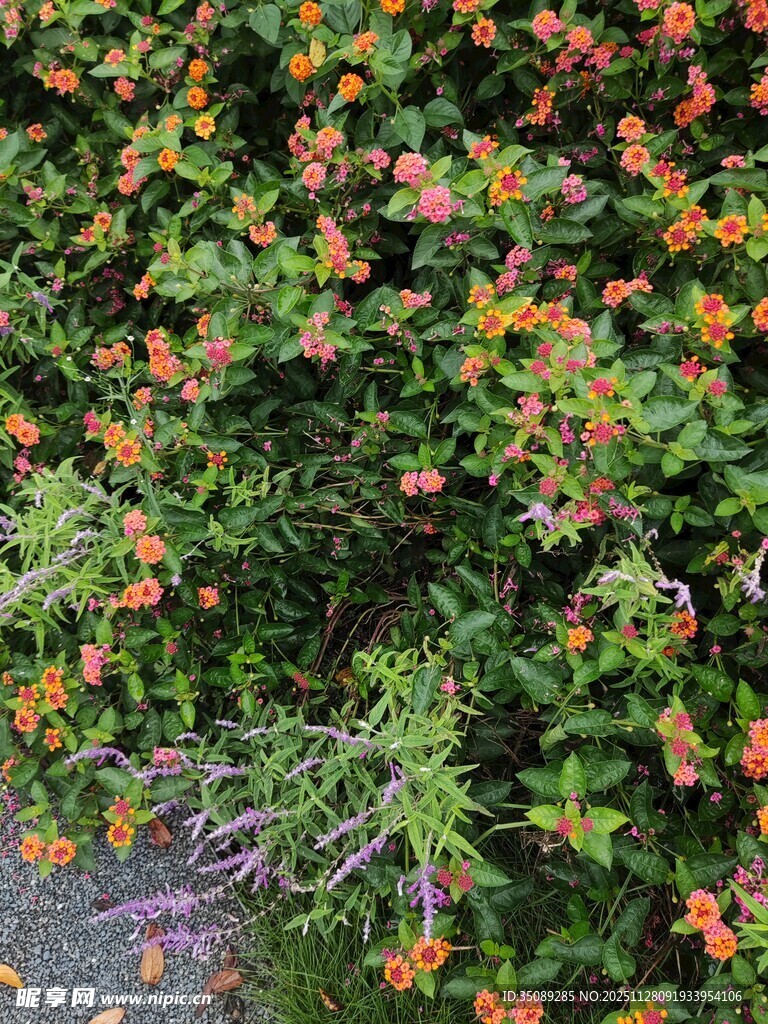 橙花绿叶植物景观