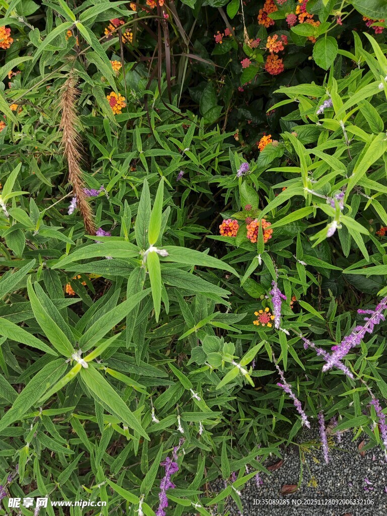 多彩植物花卉景观