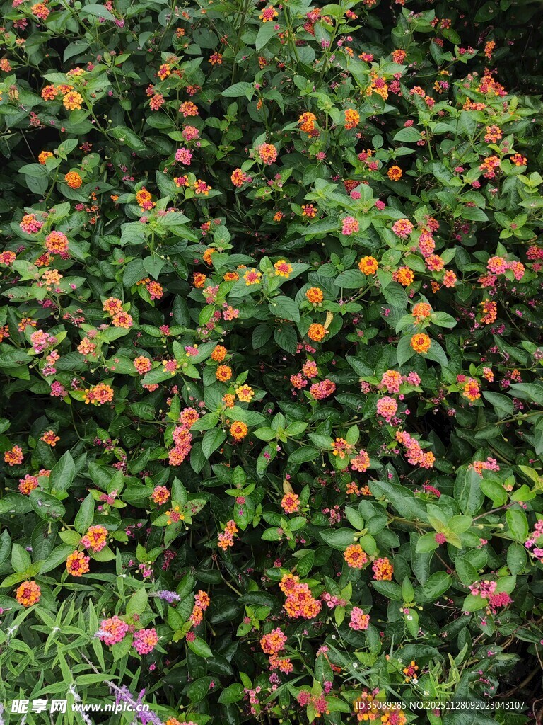 繁茂花丛中的多彩小花