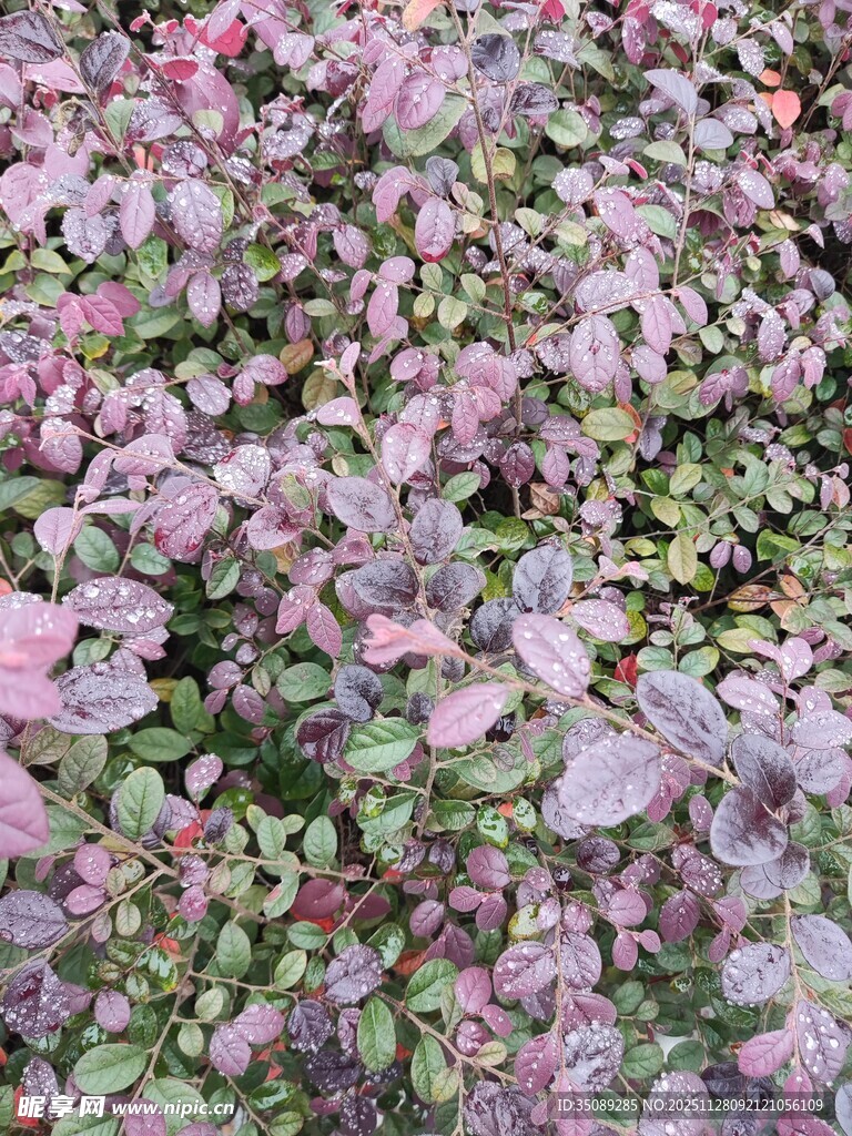 粉色叶片植物特写