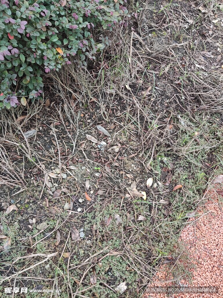 地面杂草景象