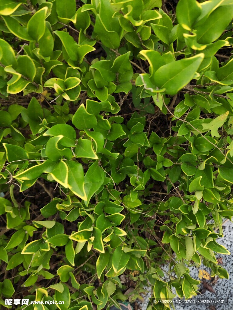 翠绿斑斓的观叶植物