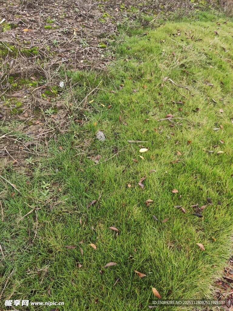 翠绿草地局部景象