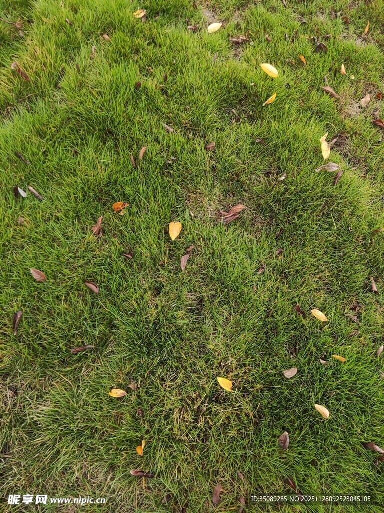 草地上散落的黄色叶片