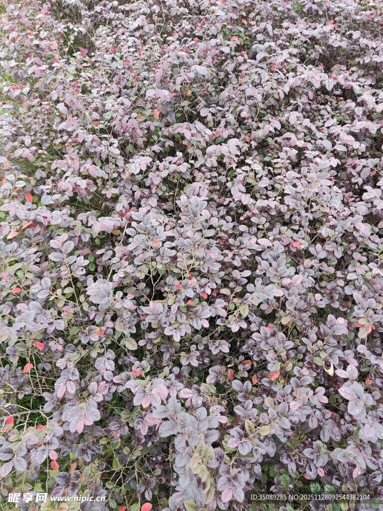 繁茂紫花植物景观