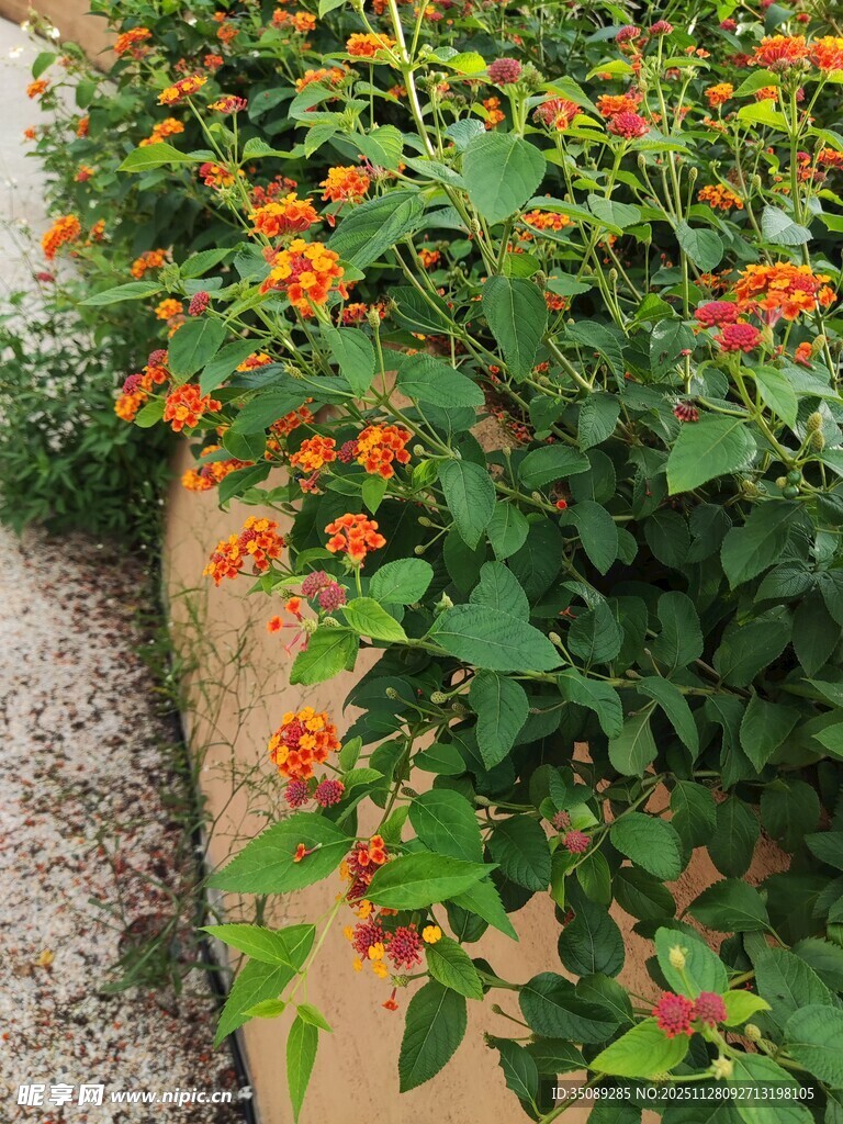 墙边绽放的橙色花卉