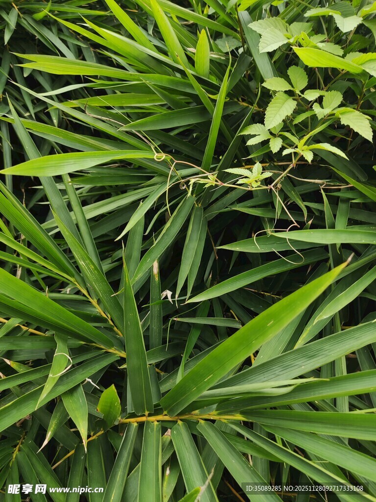 翠绿繁茂的热带植物叶片