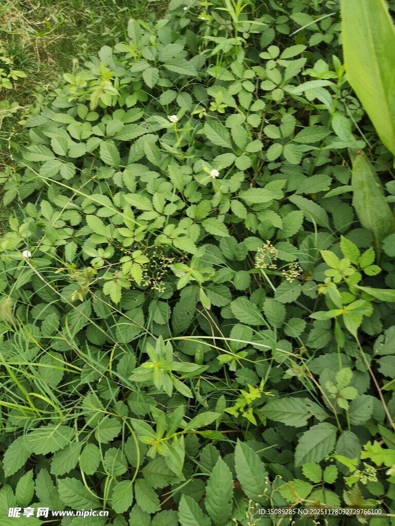 茂密绿色植物景观