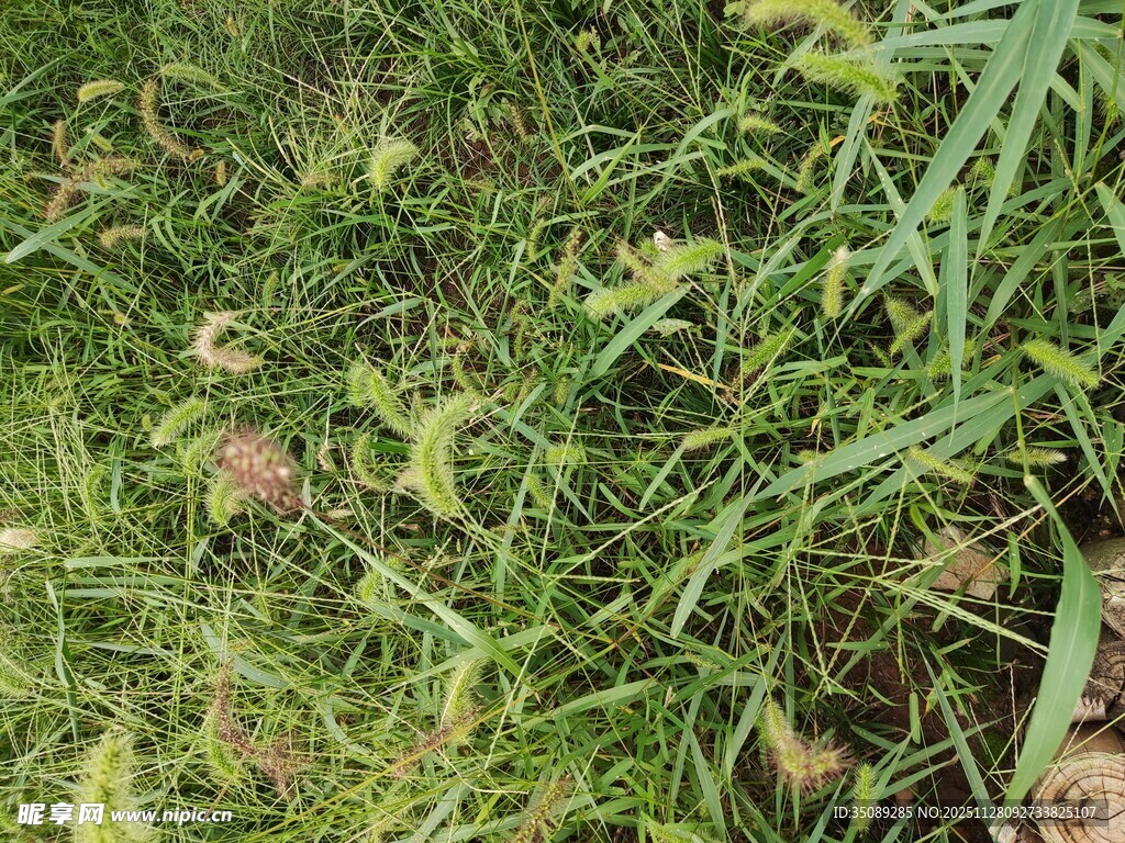 翠绿草地生机盎然
