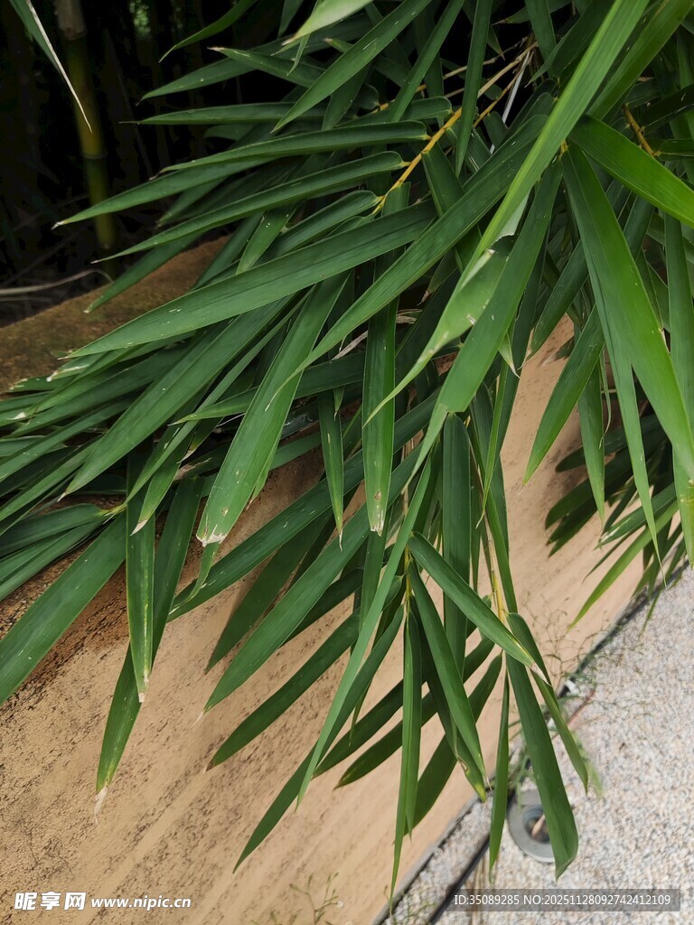 细长叶片的绿色植物