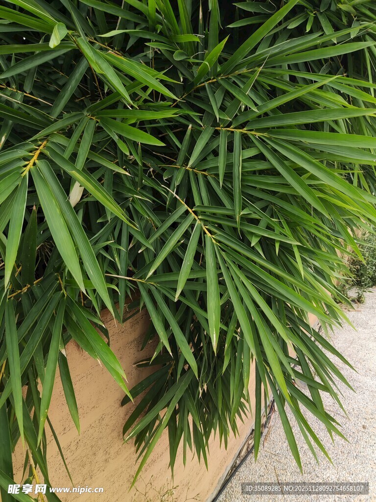 翠绿竹叶盆栽特写