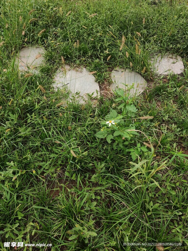 草地上的圆形石板