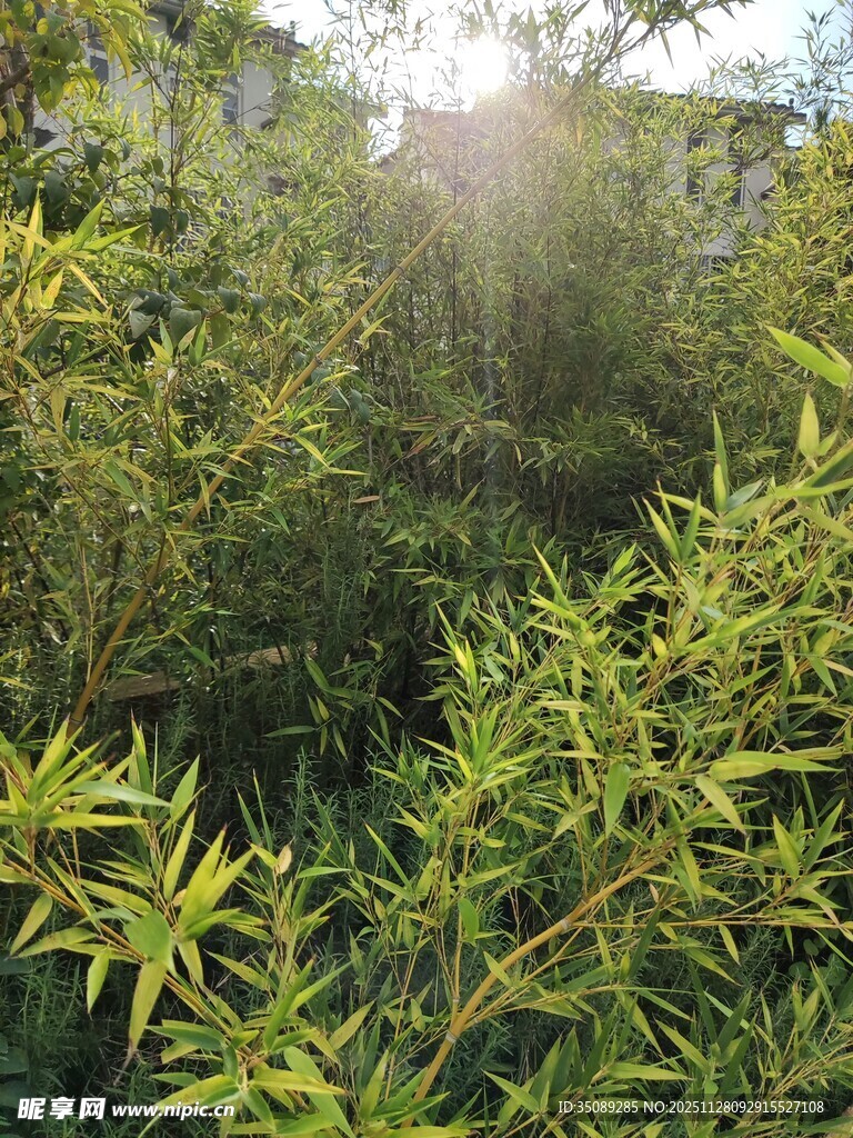 阳光下的葱郁绿植