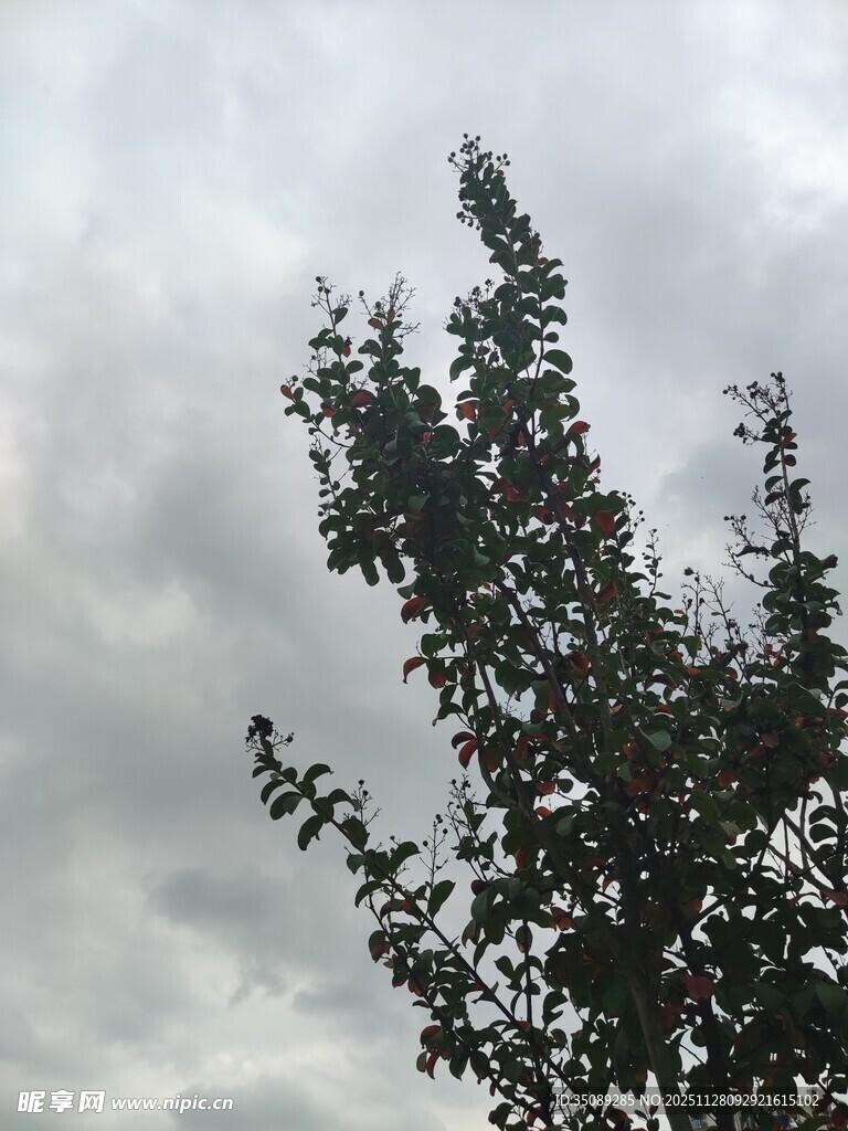 天空下的枝叶剪影