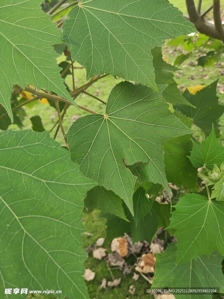 绿叶间的多彩果实