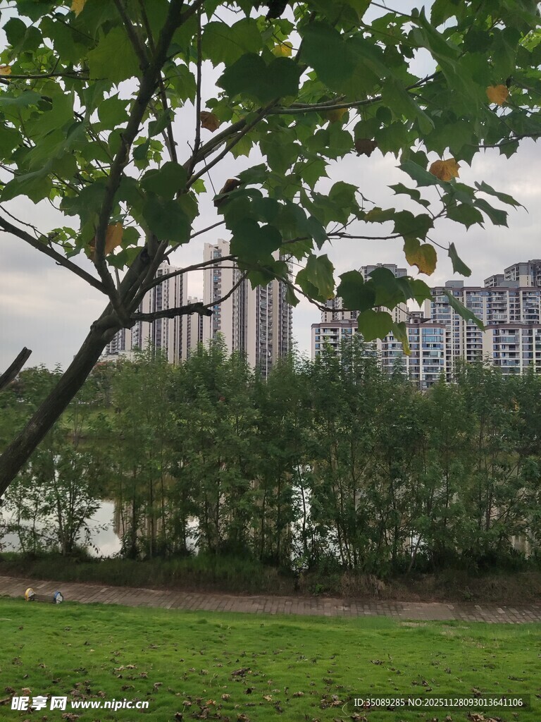 城市河畔绿树景观