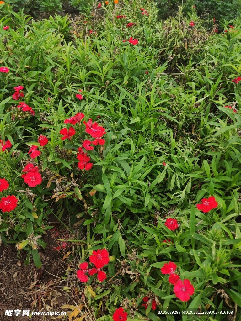 鲜艳红花绽放于绿叶间