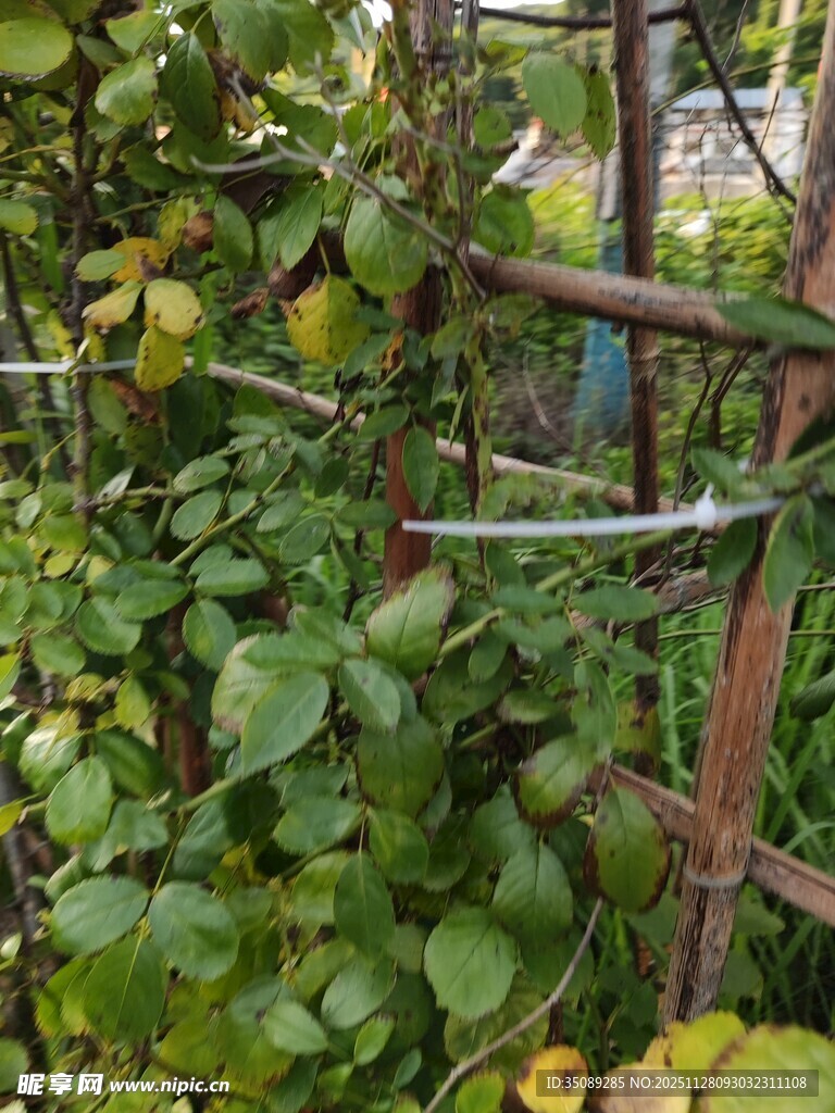 藤蔓缠绕的老旧木质围栏