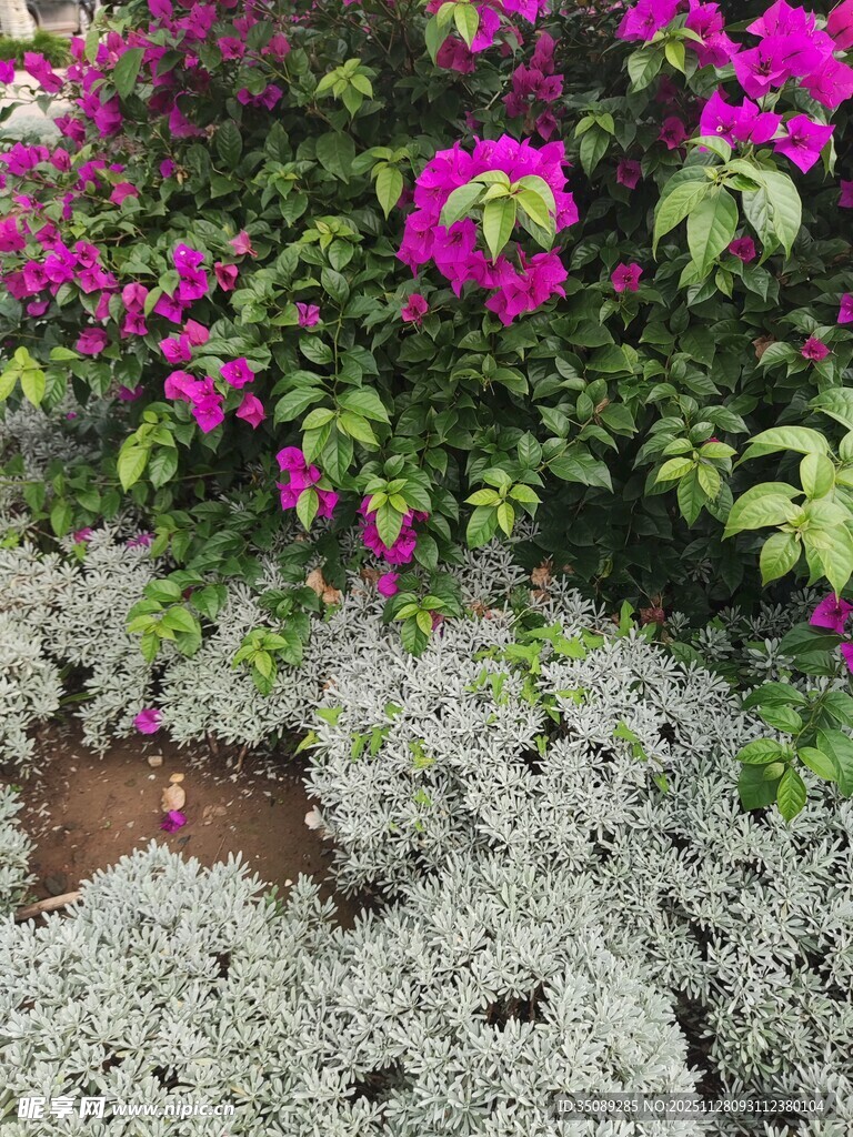 多彩花卉与灰白植物景观