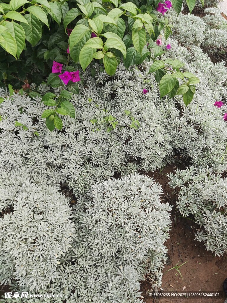 银叶植物与紫色小花景观
