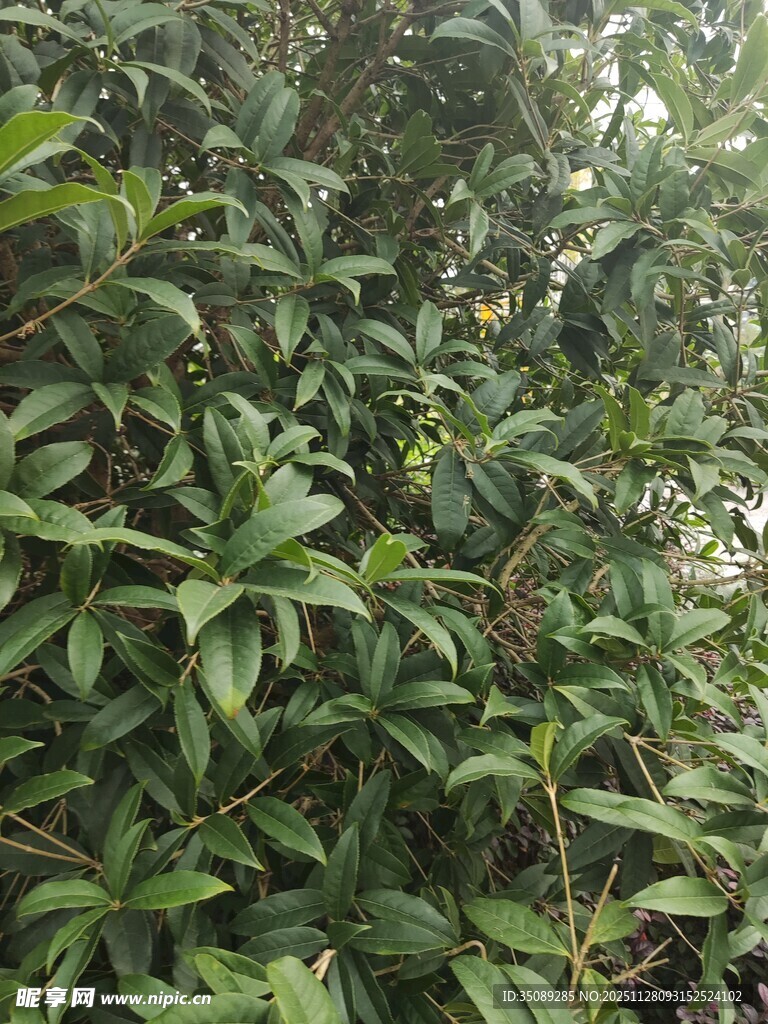 茂密绿叶植物景观