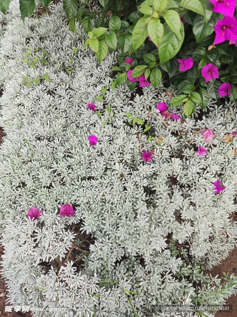 银叶植物间点缀粉色小花