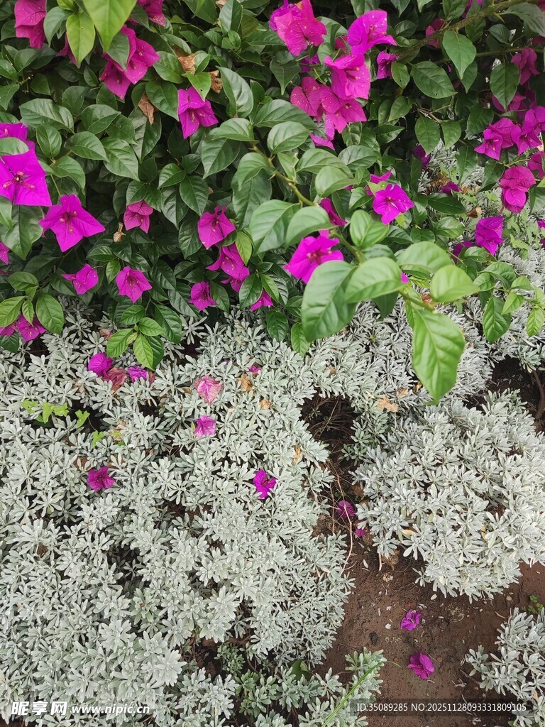 多彩花卉植物景观