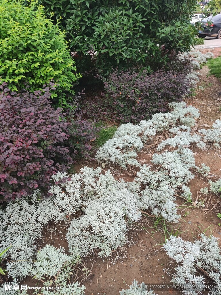 多彩植物装点的花园角落