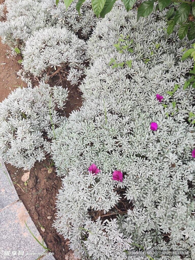 银叶植物中的娇艳粉花