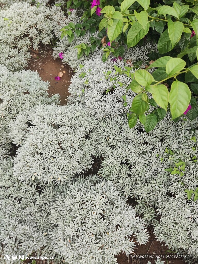 银叶地被植物景观