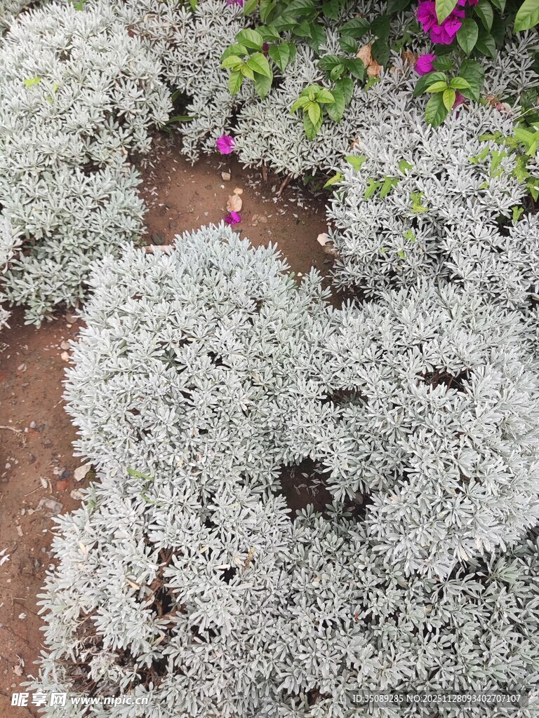 银叶植物景观特写
