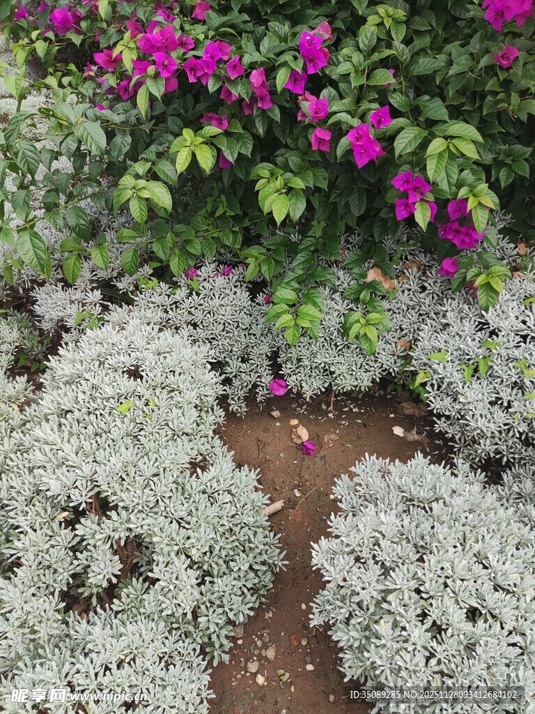 多彩花卉与绿植景观