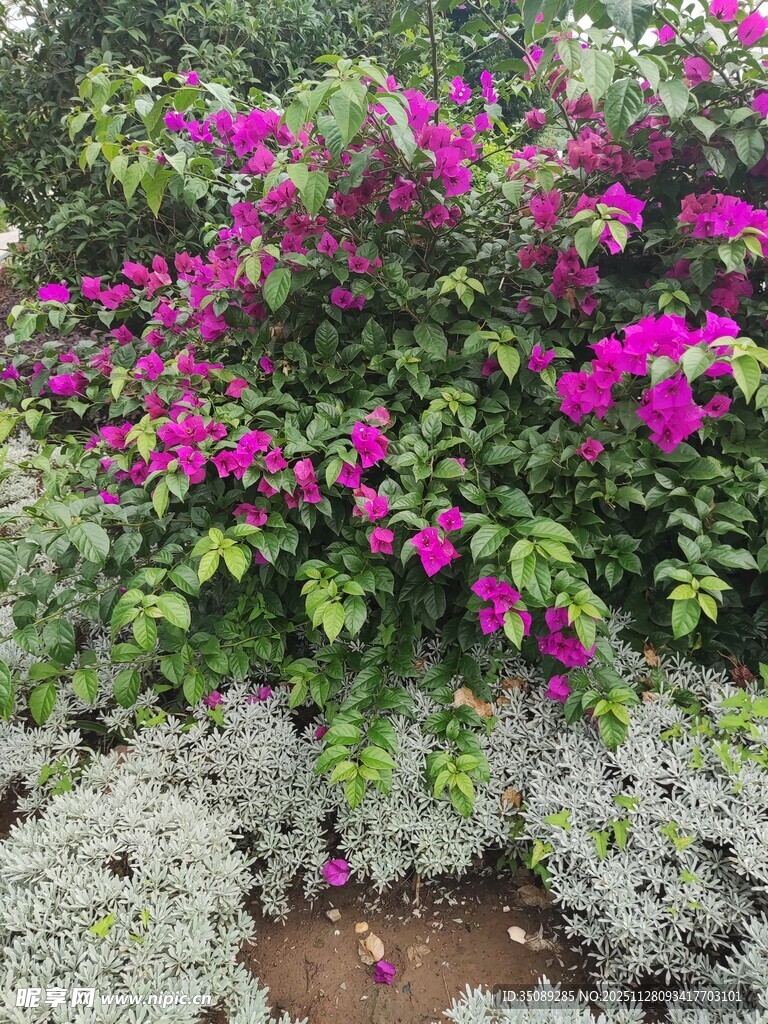 艳丽三角梅绽放绿叶间