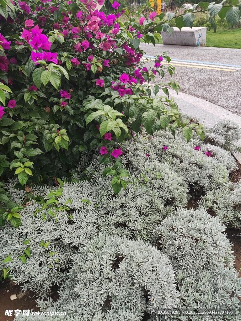 多彩花卉与灰绿植物景观
