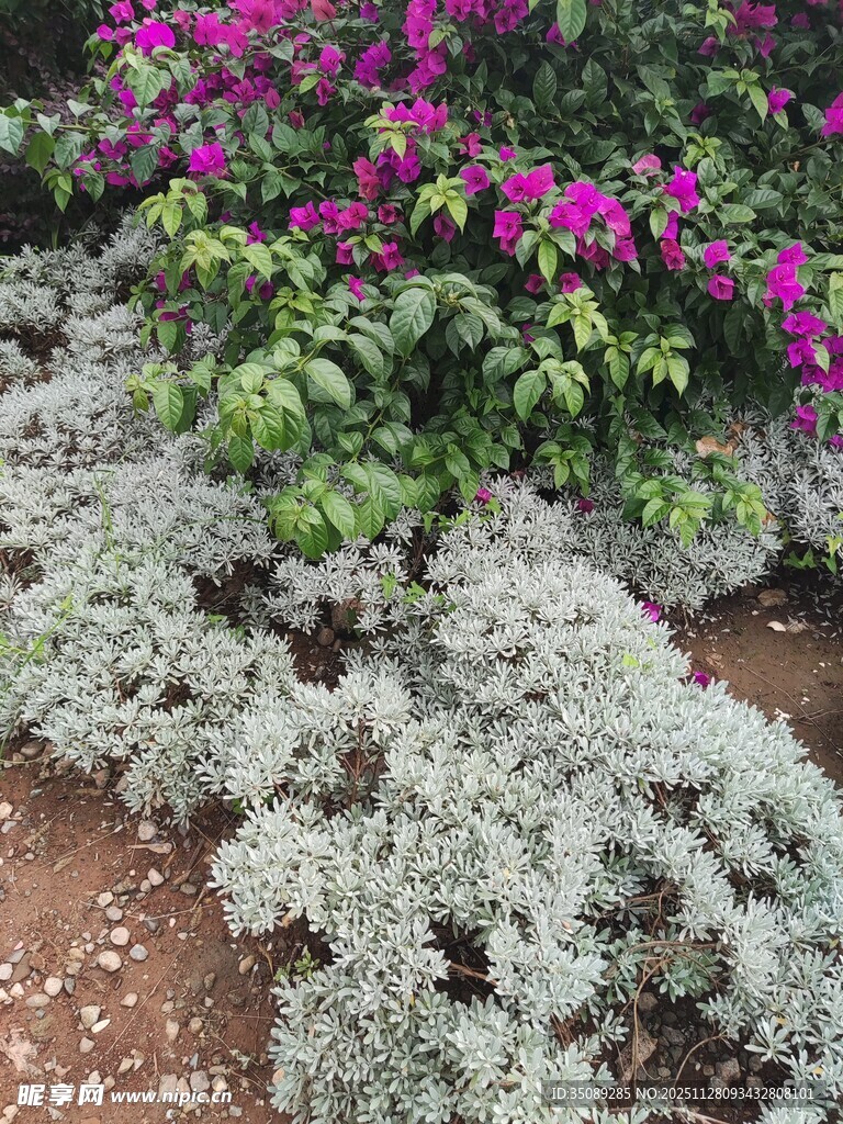 多彩花卉与灰白植物景观
