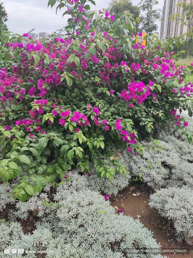 多彩花卉绿植景观