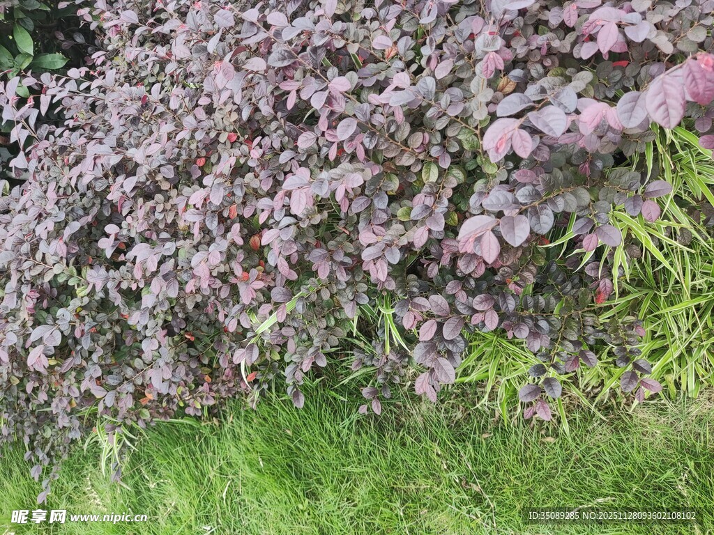 紫叶植物与绿草景观