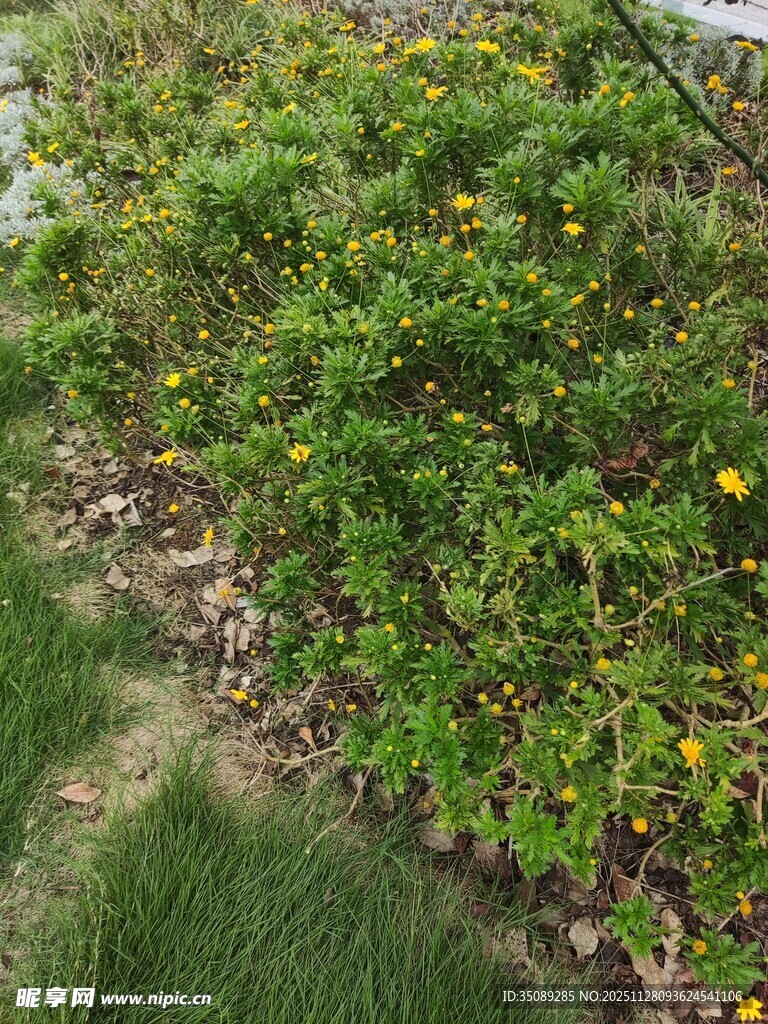 绿叶黄花间的自然景致