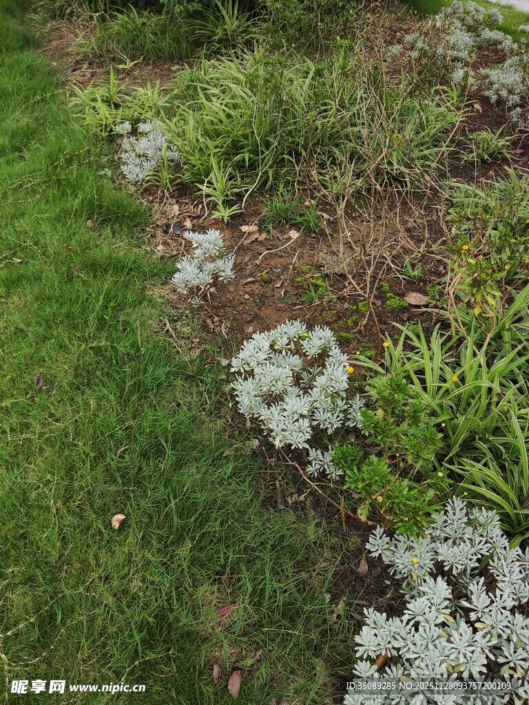 花园中多彩植物景观
