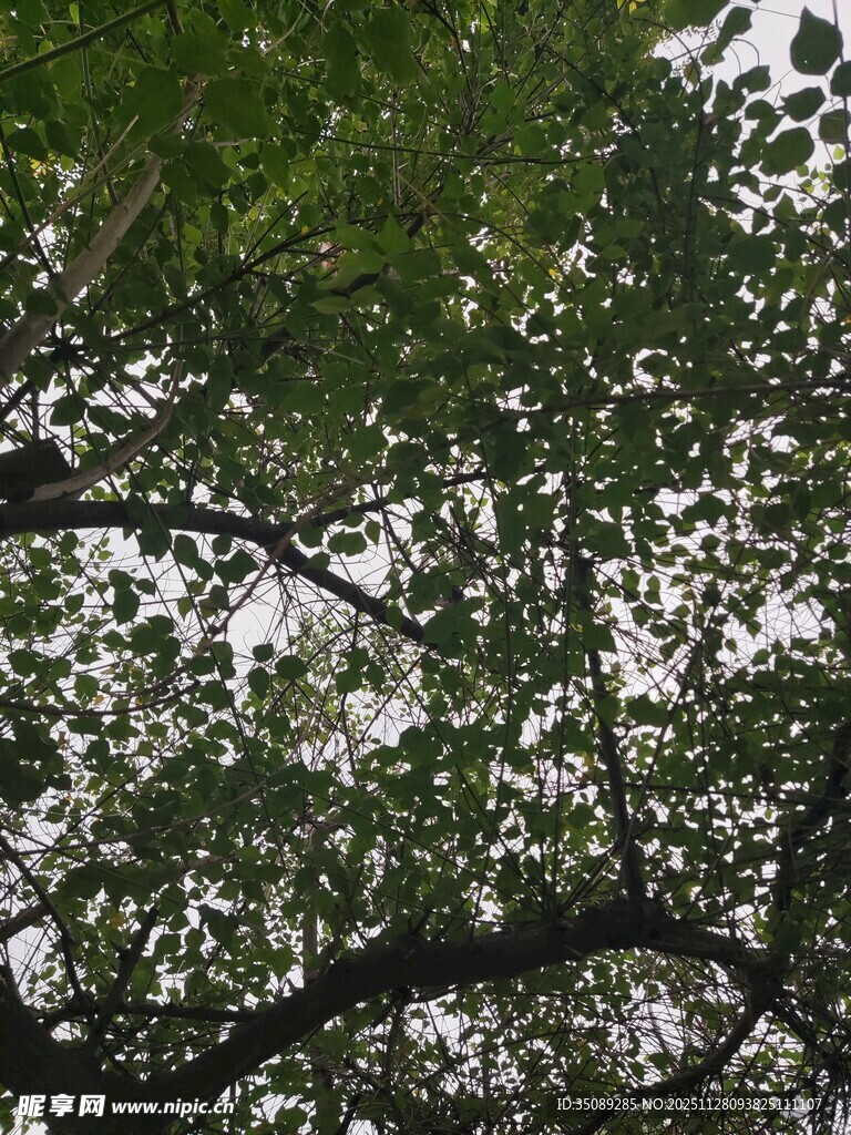 繁茂树冠下的绿意景致