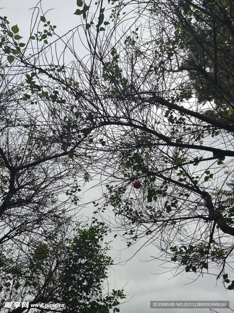 仰视树枝与天空景象