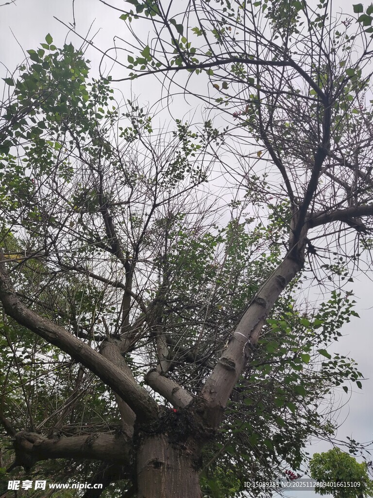 古老大树展现自然生命力