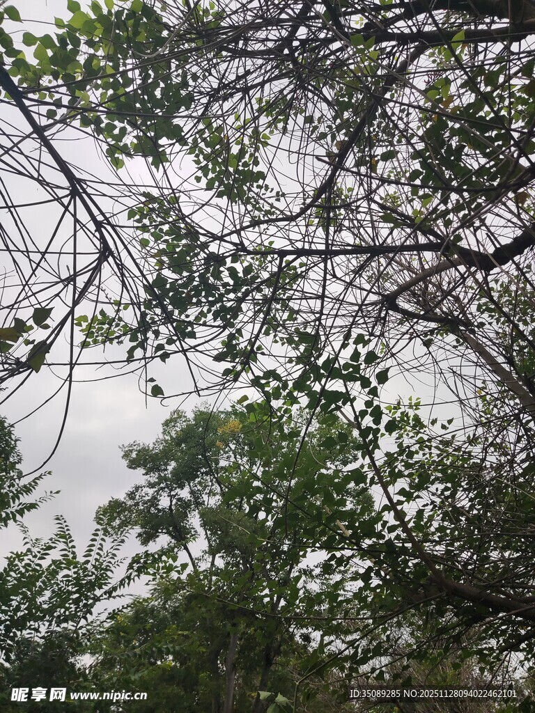 透过枝叶看朦胧水面