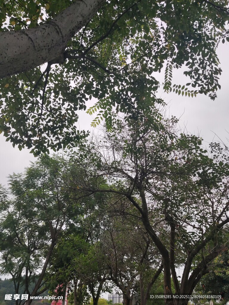 公园绿树成荫景象