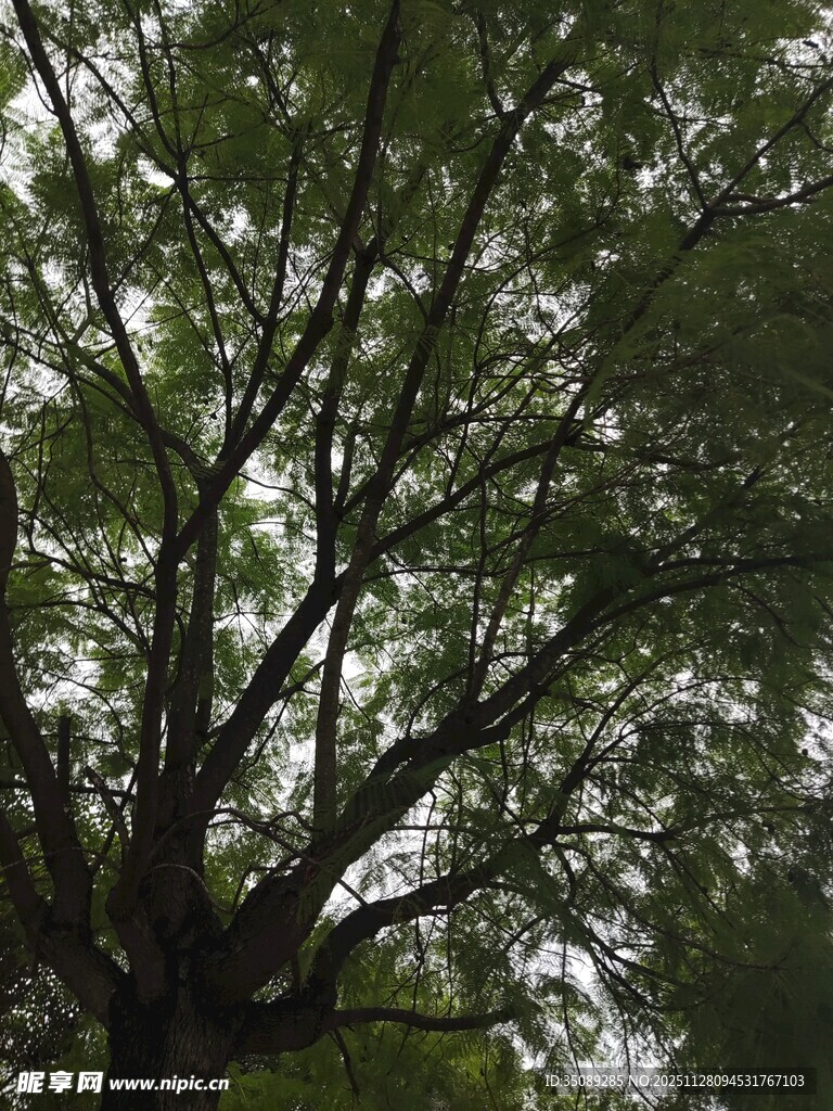 仰视繁茂枝叶的大树