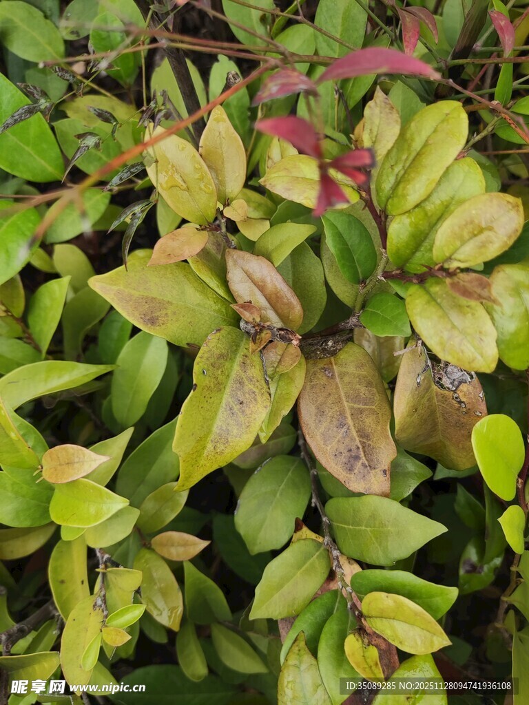 多彩叶片的绿色植物