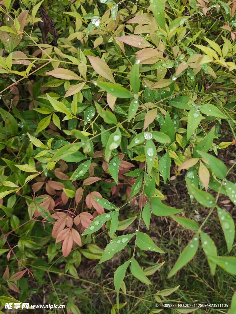 绿叶与红叶交织的植物景观