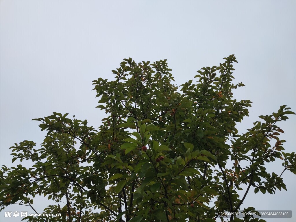 枝头绿叶映天空