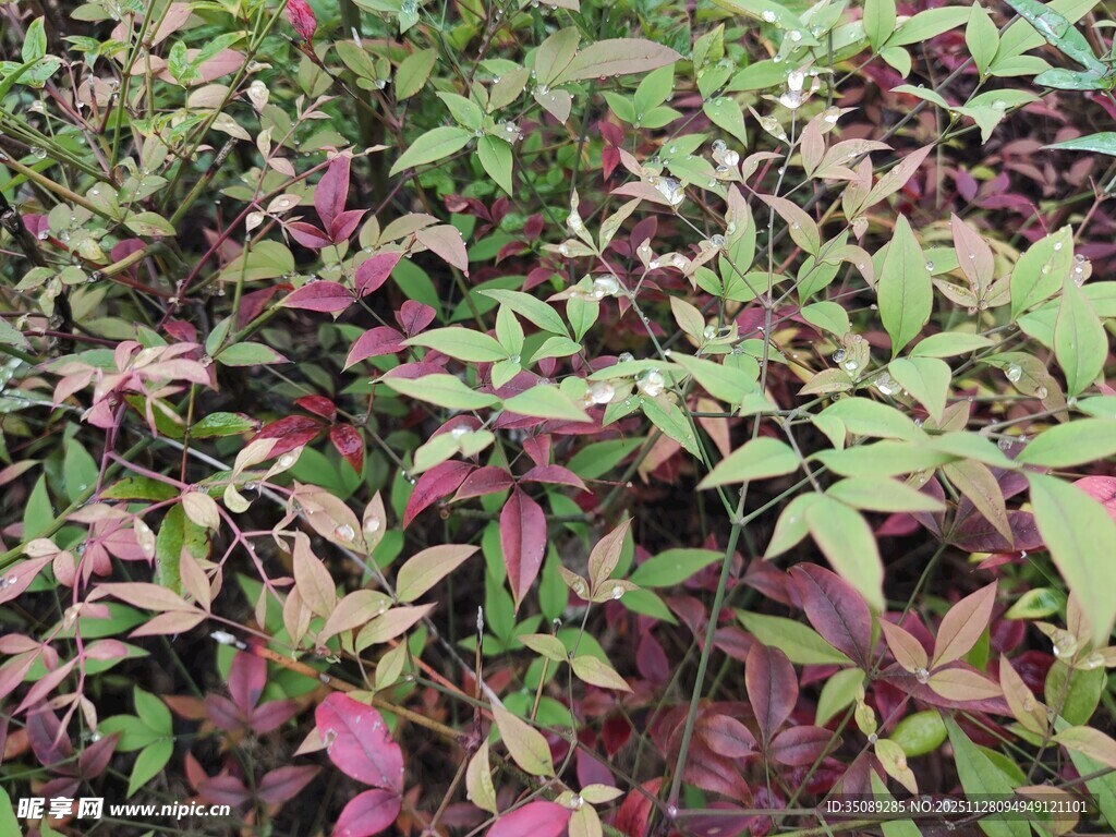 多彩叶片植物景观