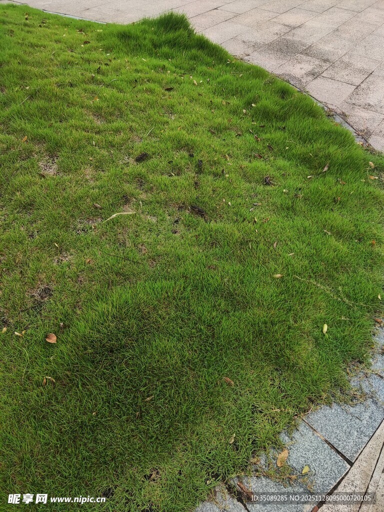 路边翠绿茂盛的苔藓植物